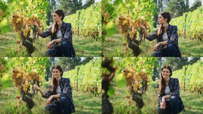 成功成功的女性农民或酿酒师的真实照片是在葡萄园的葡萄酒收获季节采摘之前，在葡萄藤上检查成熟的葡萄串，