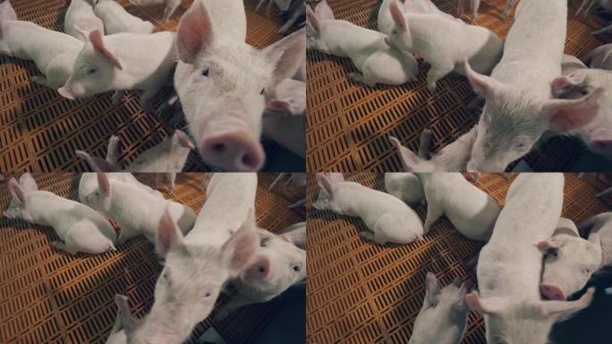 年轻的小猪正试图嗅探相机