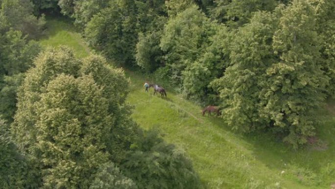 空中: 在一个女人的上方飞行，带着她的两匹漂亮的马探索牧场。