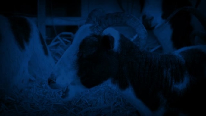 晚上在谷仓里嚼干草的山羊