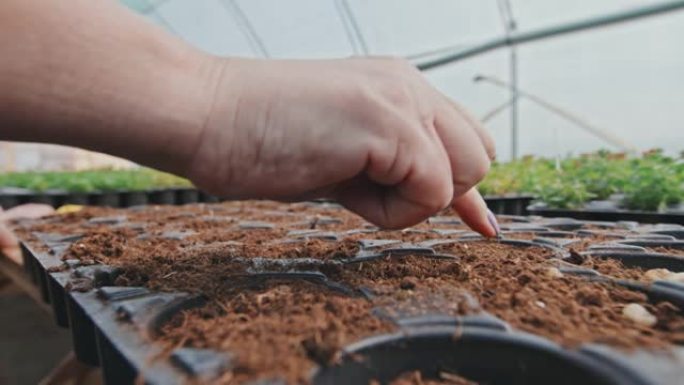 在花盆中种植种子生长盆中播种