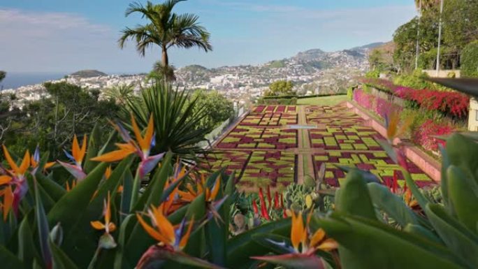 相机在马德拉丰沙尔植物园的五颜六色的花朵之间移动。马德拉岛和丰沙尔市多样化植被的华丽阳光明媚