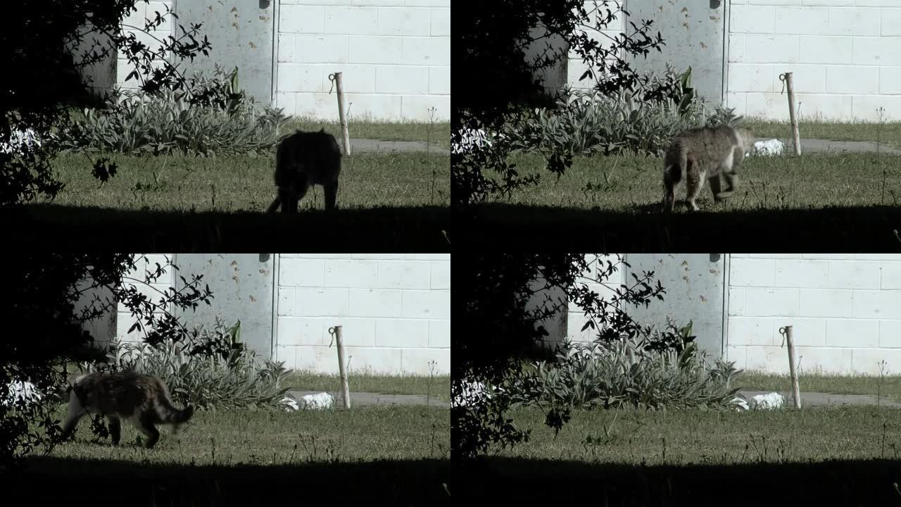 一只老猫在阿根廷监狱的后院散步。
