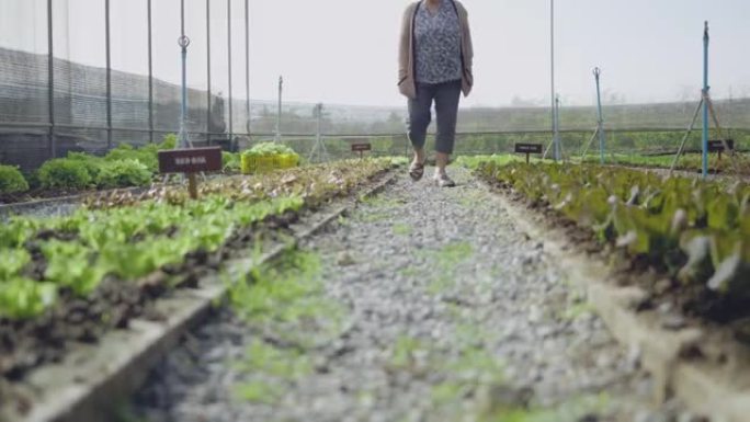 退休的高级妇女在蔬菜田里种菜