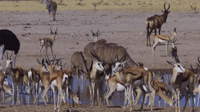 包括鸵鸟，Eland，tessebe，Kudu和跳羚在内的各种动物群的特写镜头，在纳米比亚埃托沙国家