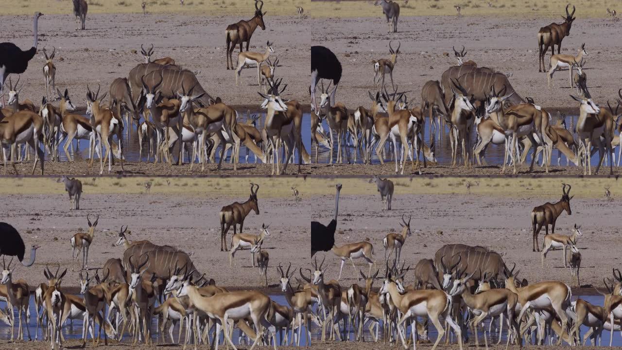 包括鸵鸟，Eland，tessebe，Kudu和跳羚在内的各种动物群的特写镜头，在纳米比亚埃托沙国家