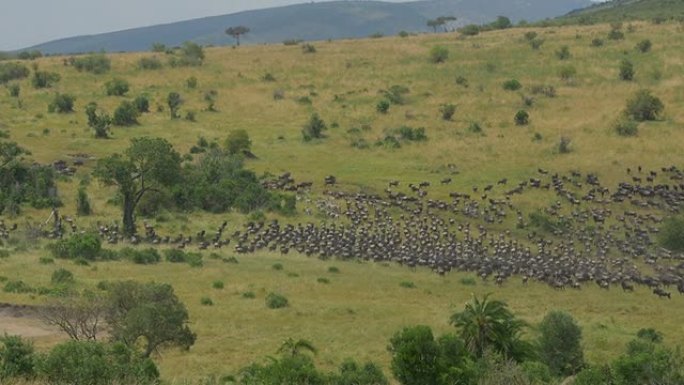 非洲野生动物园中的牛羚踩踏事件