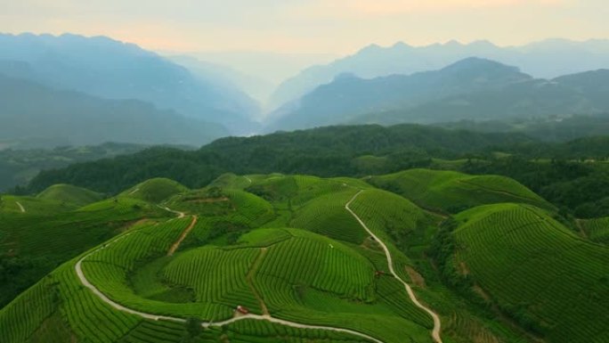 中国茶田的鸟瞰图丘陵山丘田地农田三农