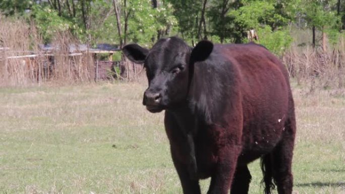 农田里的黑小牛。特写。4k分辨率。
