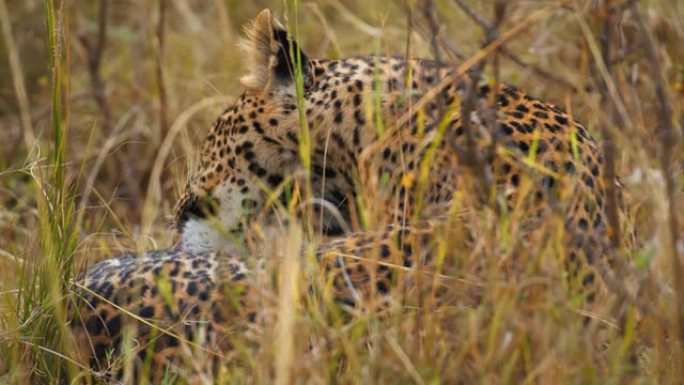慢动作斑点豹舔，在野生动物保护区的草地上清理