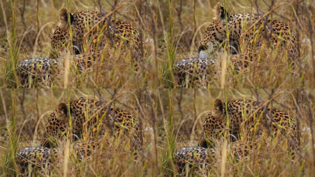 慢动作斑点豹舔，在野生动物保护区的草地上清理