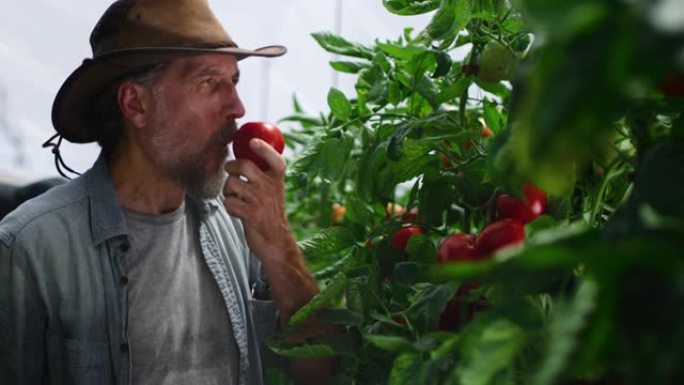中年男子吃灌木番茄