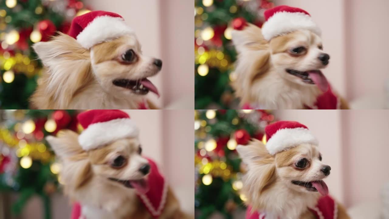 带有圣诞老人帽子和圣诞节装饰的吉娃娃狗肖像