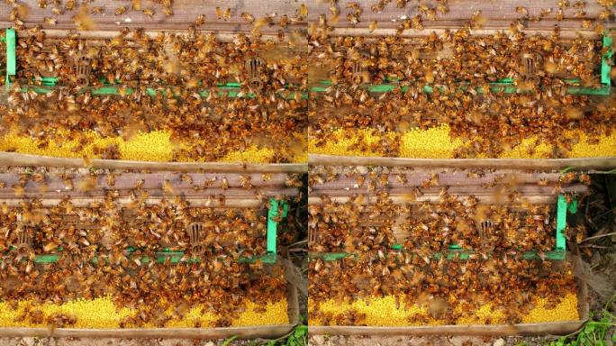 春天，蜂群在蜂箱周围飞来飞去