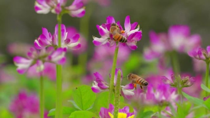 春天盛开的草地上的蜜蜂