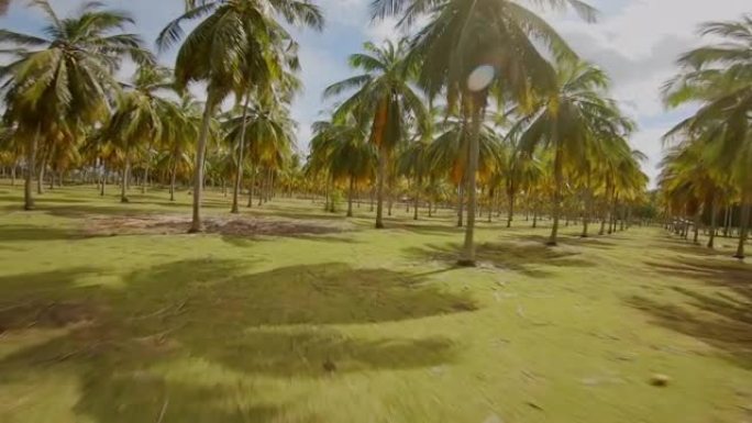 菲律宾棕榈树的空中种植