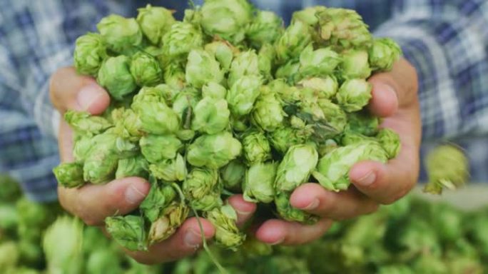 一位年轻成功的农民的特写镜头显示了一堆生物生啤酒花，用于在正确的季节收获的生态精酿啤酒厂生产高质量的