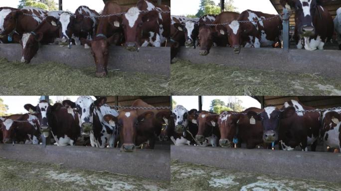 艾尔郡奶牛喂养。负责温室气体排放的牲畜，对气候变化做出了贡献