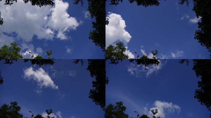 Timelapse可以在带有热带叶子框架的蓝天上移动