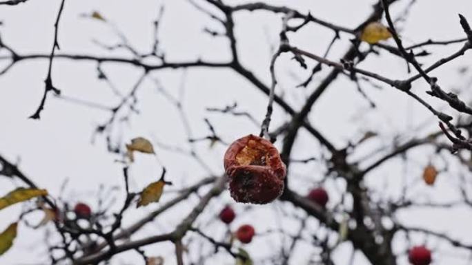 LS LA苹果在寒冷的秋日在一棵老苹果树上腐烂