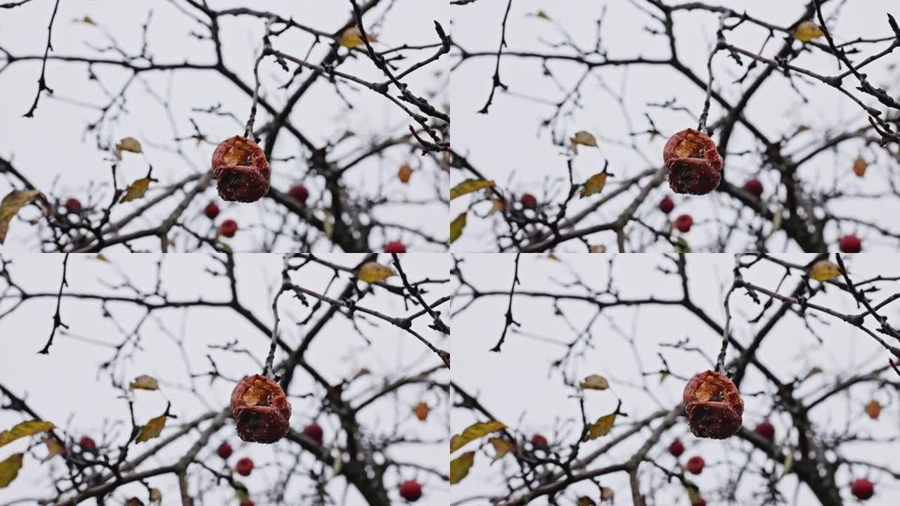 LS LA苹果在寒冷的秋日在一棵老苹果树上腐烂