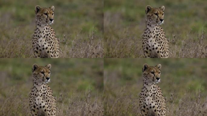 在非洲大草原上坐着和观看猎物的雌性猎豹的特写裁剪肖像前视图