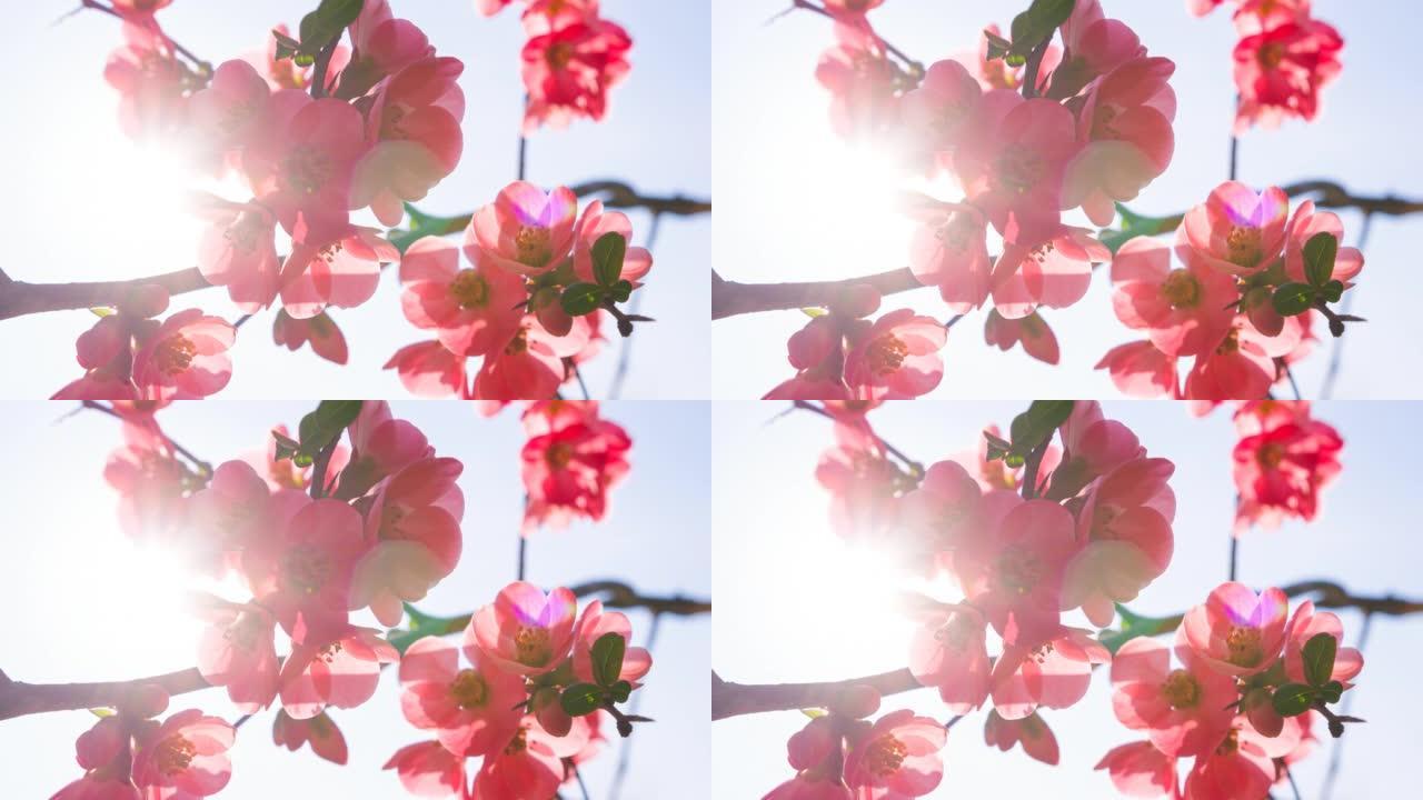 春天樱桃树枝上充满活力的粉红色樱花的特写镜头，花瓣蓬松