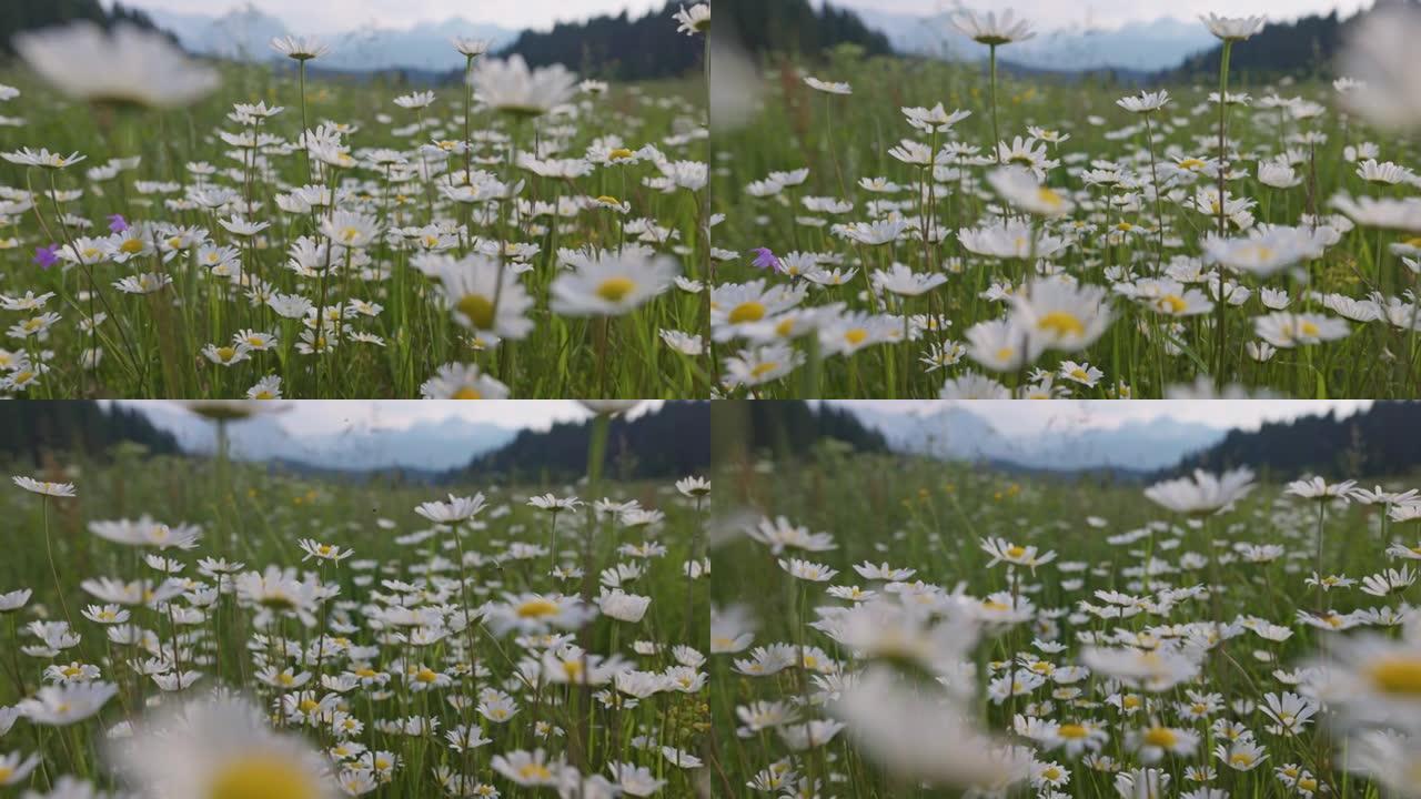 相机在花朵之间移动，昆虫四处飞行。夏季的高山甘菊草甸。壮丽的花草地，背景中的山脉