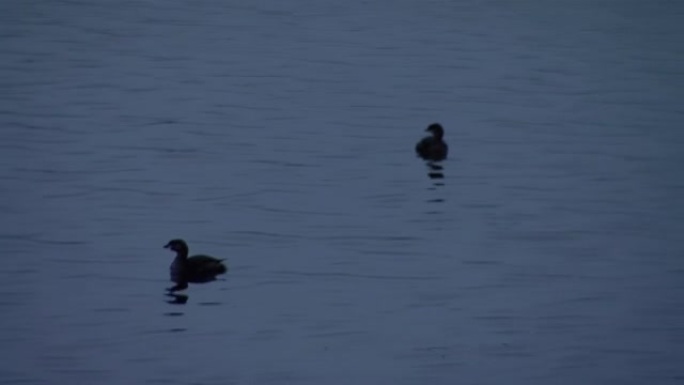 南美洲阿根廷巴塔哥尼亚内乌肯省日落时在内乌肯河上的鸭子。