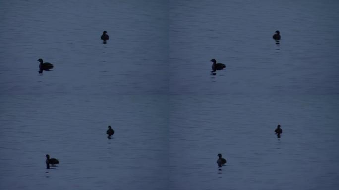 南美洲阿根廷巴塔哥尼亚内乌肯省日落时在内乌肯河上的鸭子。