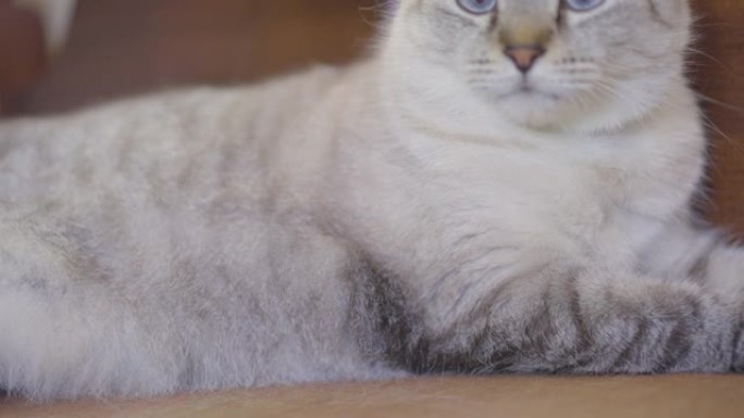 蓝眼睛猫被修饰的低角度镜头
