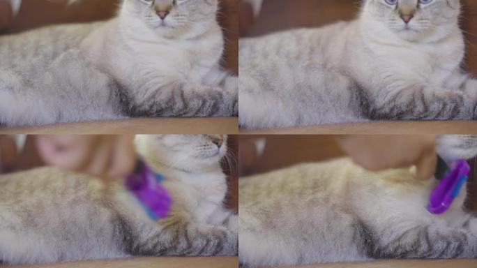 蓝眼睛猫被修饰的低角度镜头