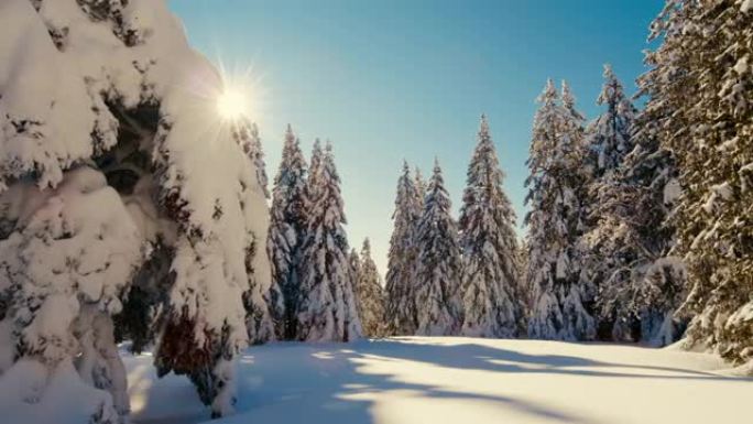 DS的阳光照亮了高地积雪覆盖的云杉树