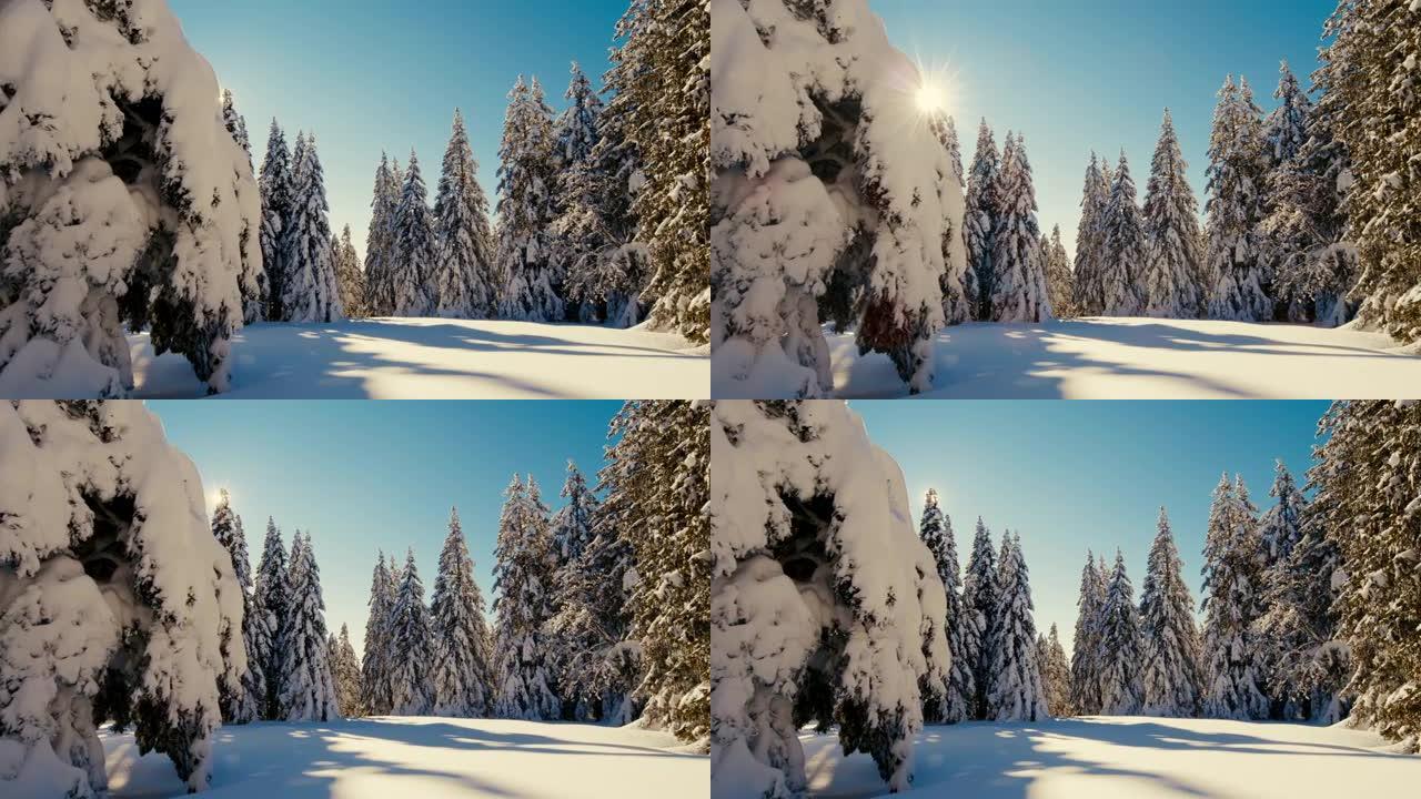 DS的阳光照亮了高地积雪覆盖的云杉树