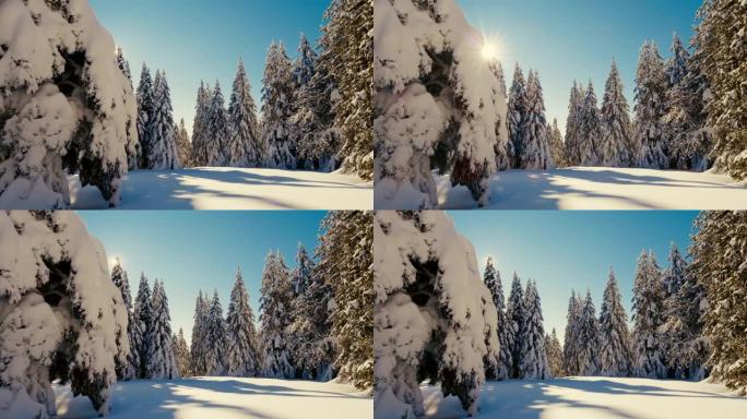 DS的阳光照亮了高地积雪覆盖的云杉树