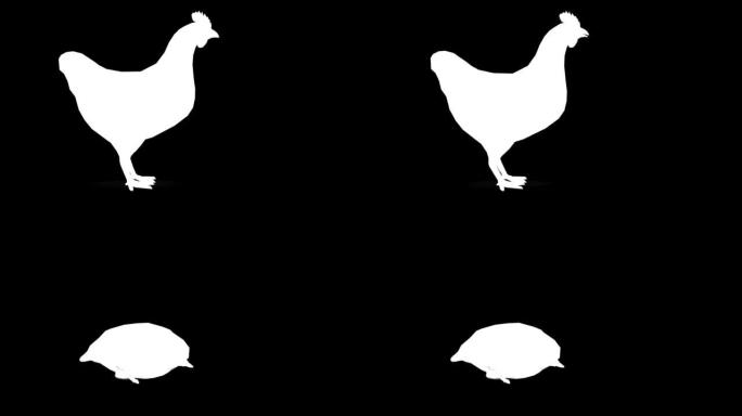 黑色背景上垂死的鸡肉剪影。动物的概念，野生动物，游戏，返校，3d动画，短视频，电影，卡通，有机，色键