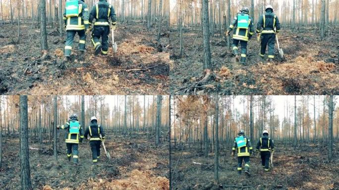 火灾发生后，两名消防员正在森林中行走。