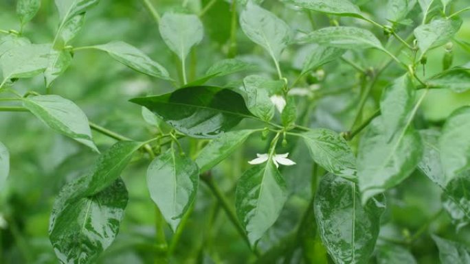 辣椒植物的花庄稼地下雨天农作物下雨