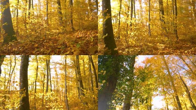 从树冠底部到树冠顶部，整个森林的秋天色彩鲜艳