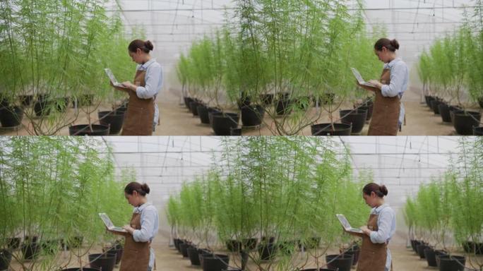 农民在充满草药大麻植物的室内温室苗圃中检查植物