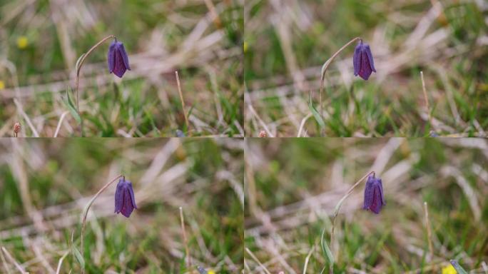 用微距镜头拍摄深紫色贝母的花朵