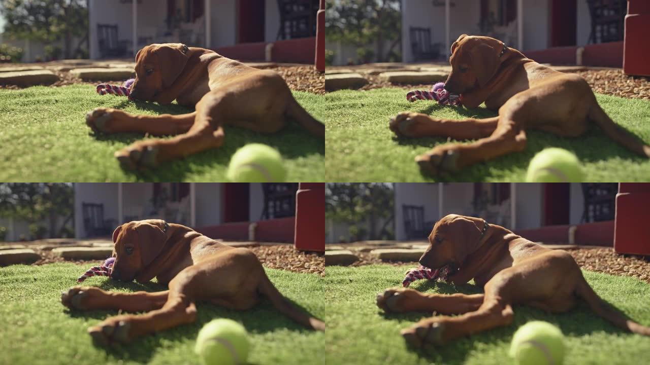 4k视频片段，一只可爱的脊背小狗在家里的花园里玩耍