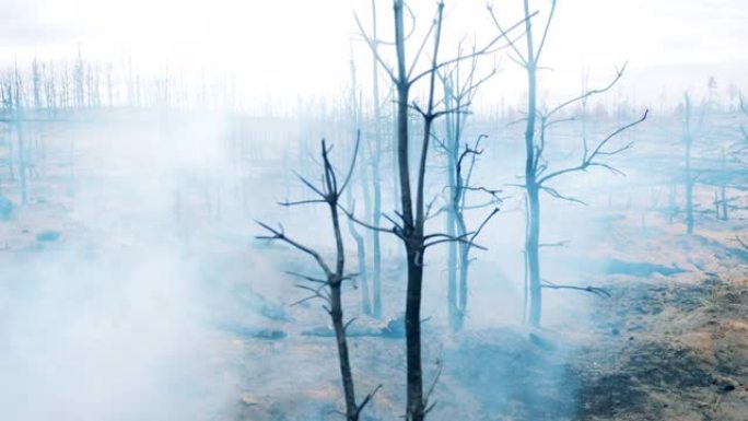 烧毁的树木周围有大量烟雾
