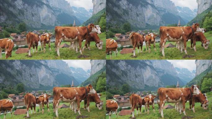 在村子里放牧奶牛村子里放牧奶牛欧洲荷兰