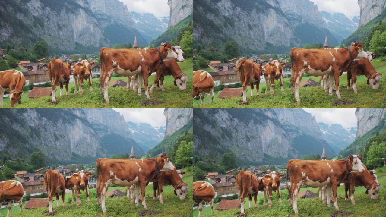 在村子里放牧奶牛村子里放牧奶牛欧洲荷兰