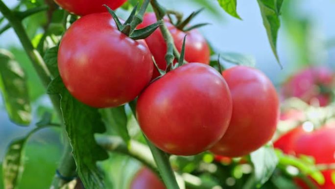一堆成熟的西红柿在灌木丛上。有机农业、菜园