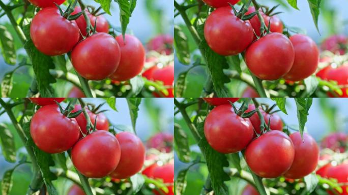 一堆成熟的西红柿在灌木丛上。有机农业、菜园