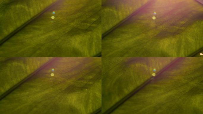 镜头耀斑，微距: 充满活力的绿色叶子，具有醒目的纹理和静脉图案
