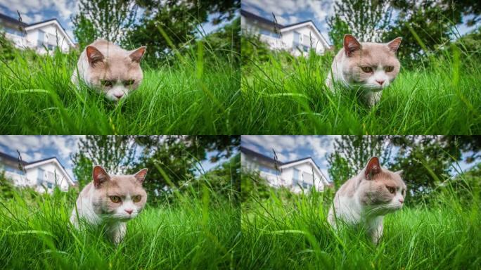 英国短毛猫宠物特写展示萌宠猫猫猫咪