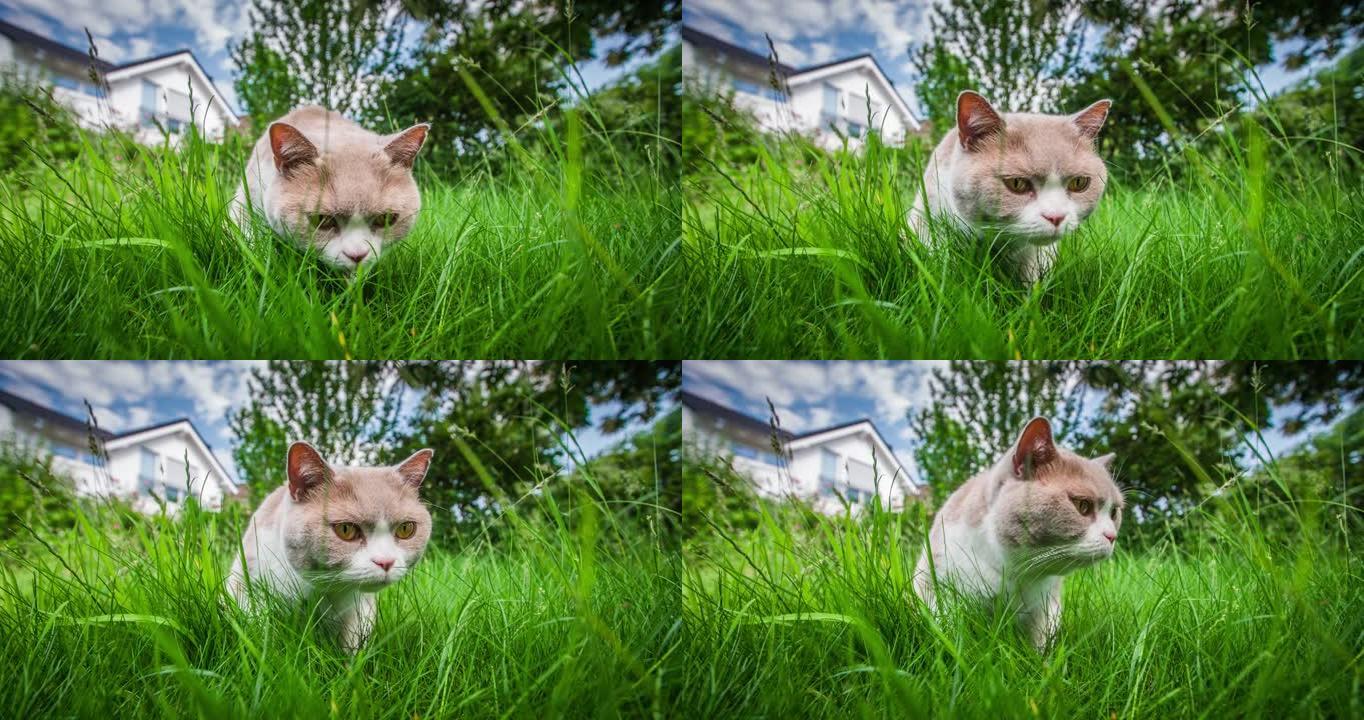 英国短毛猫宠物特写展示萌宠猫猫猫咪